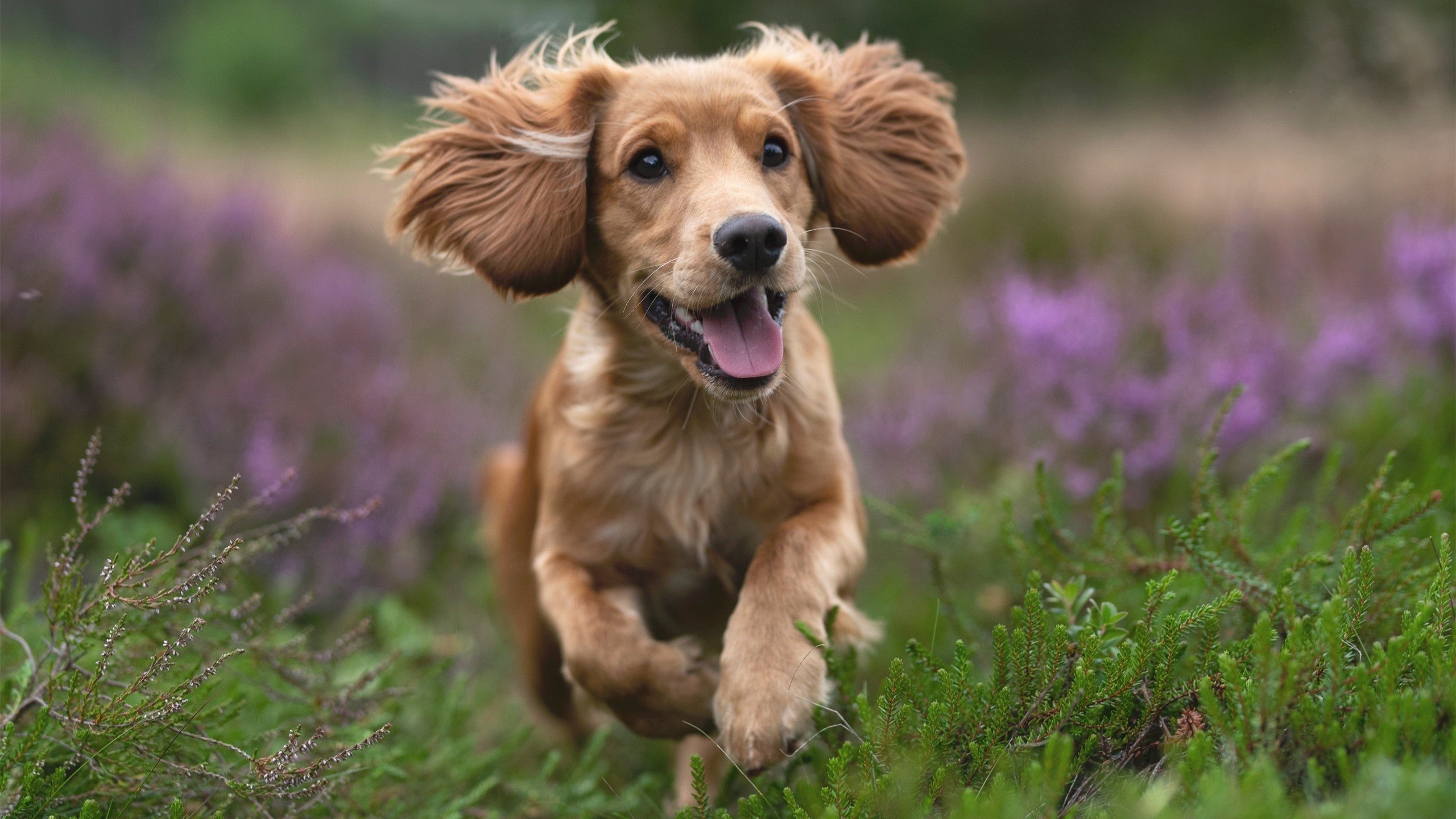 F1上演极地奇迹，苏格兰高地战车力克玻利维亚高原之鹰，年度争冠战惊现国家杯魔影